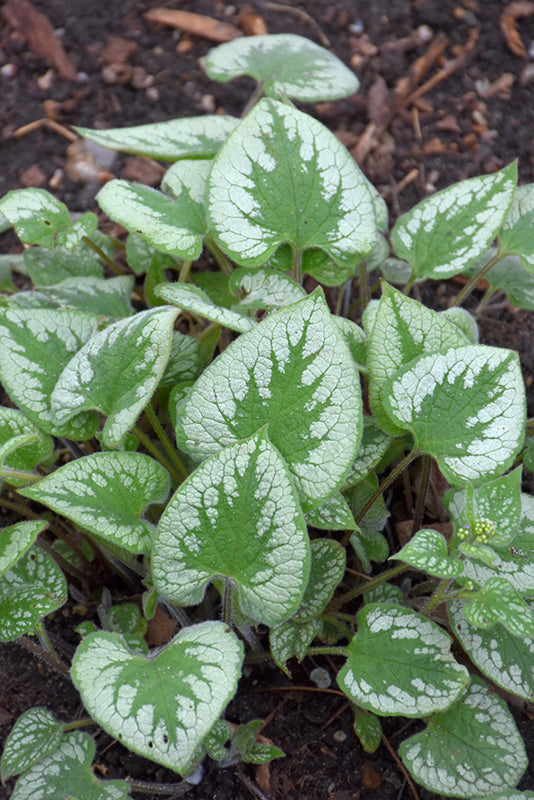 Brunnera macrophylla 'Emerald Mist'