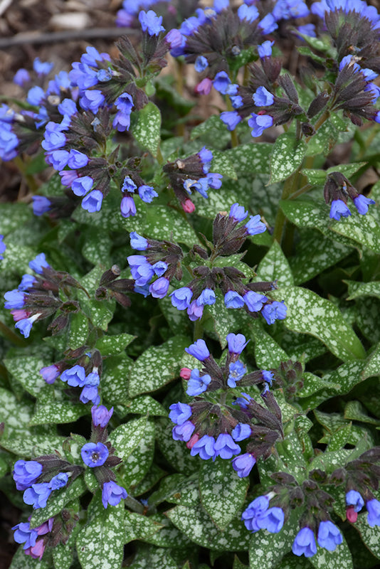 Pulmonaria 'Pink-A-Blue'