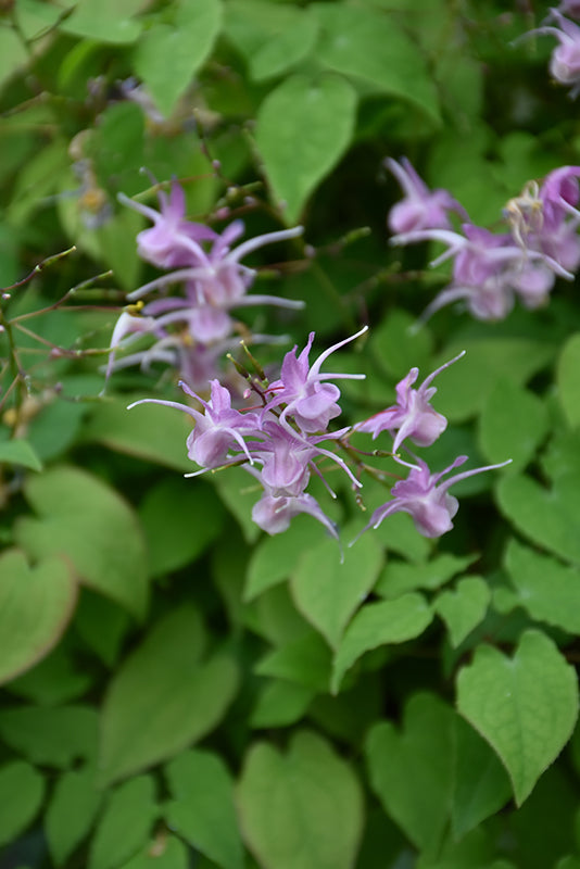 Epimedium grandiflorum 'Lilafee'