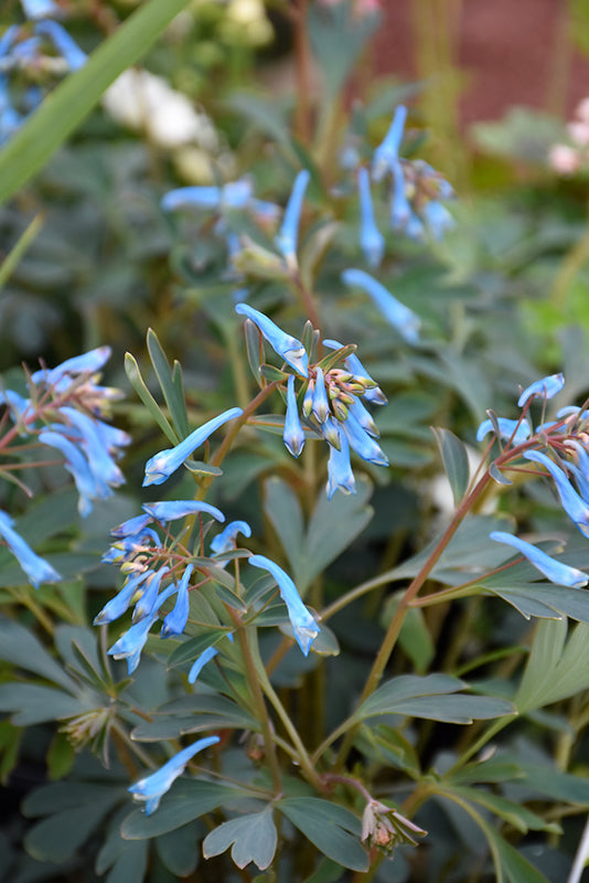 Corydalis flex. 'Porcelain Blue'