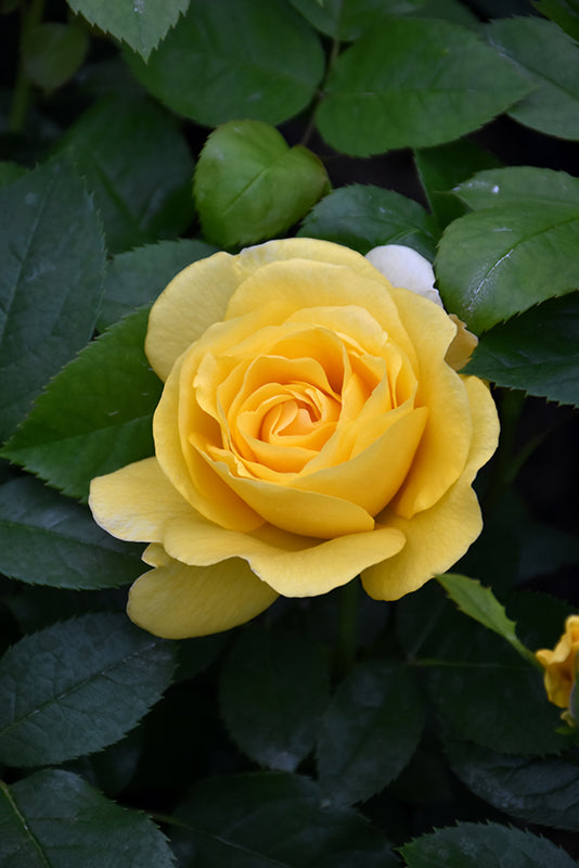 Rosa 'Happy Go Lucky'