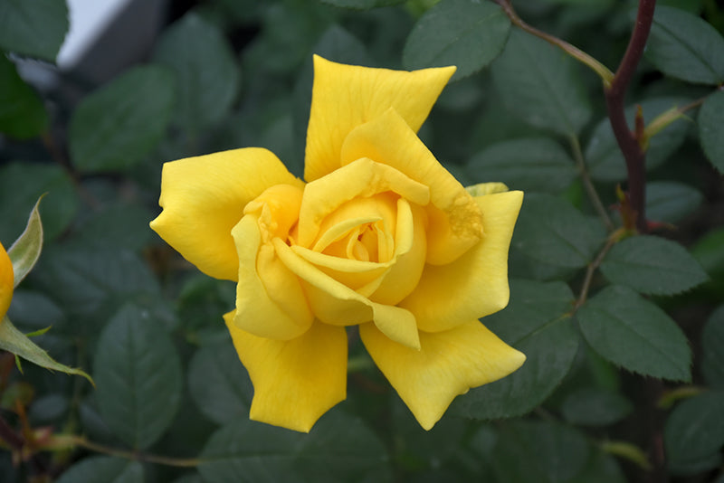 Rosa 'Radiant Perfume'