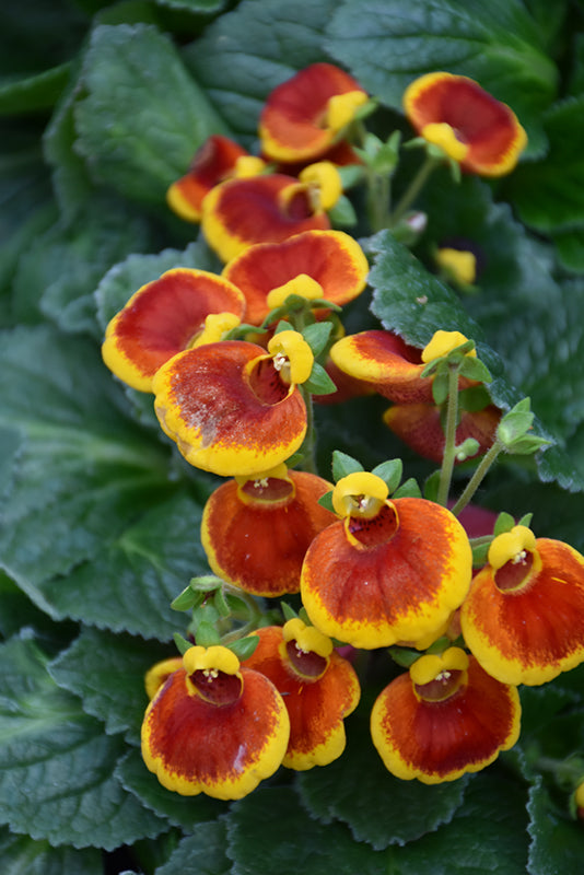 Calceolaria 'Calynopsis'