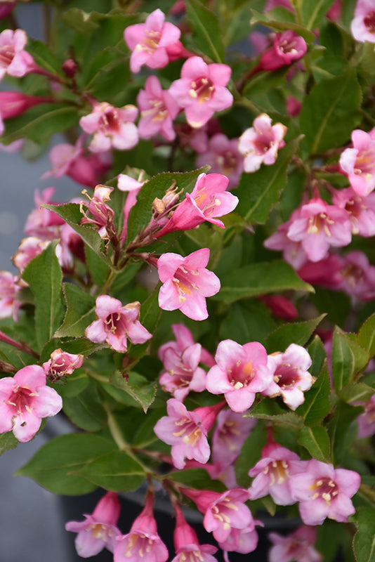 Weigela florida 'Minuet'