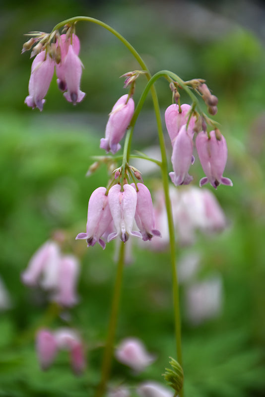 Dicentra formosa