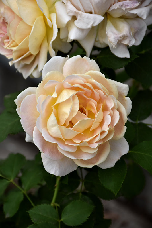 Rosa 'Fun In The Sun'