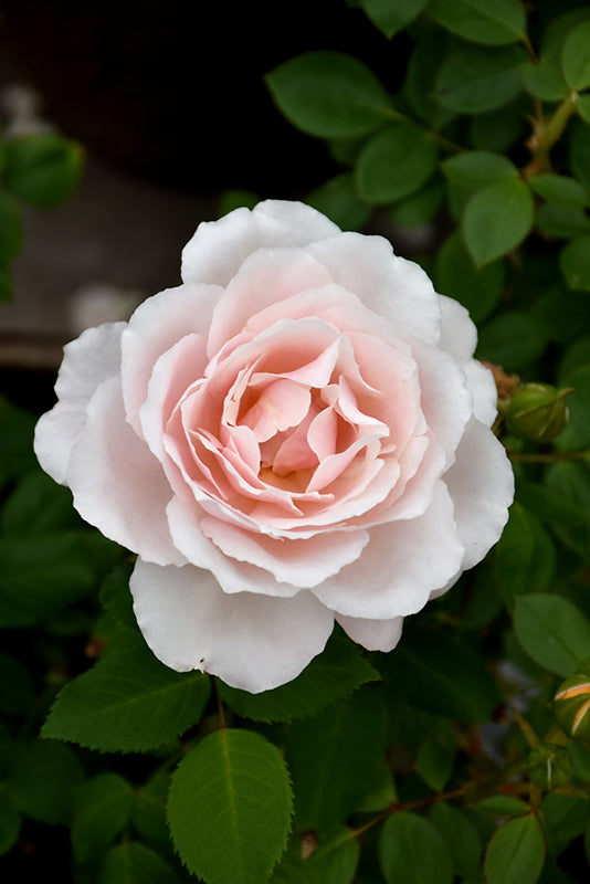 Rosa 'Belinda's Blush'