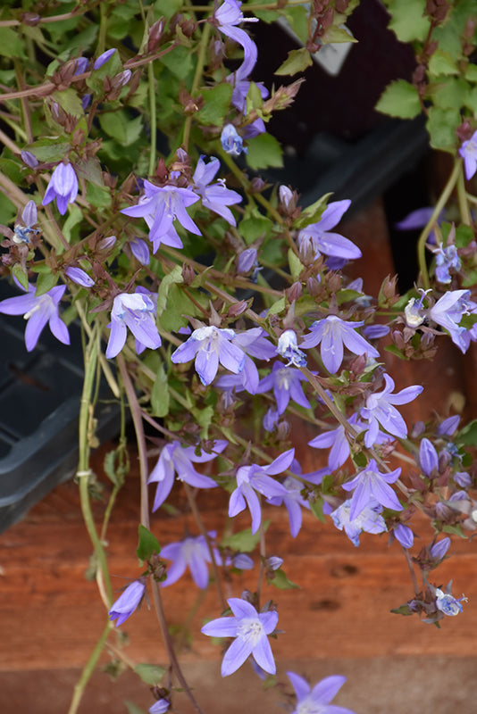 Campanula 'Blue Waterfall'