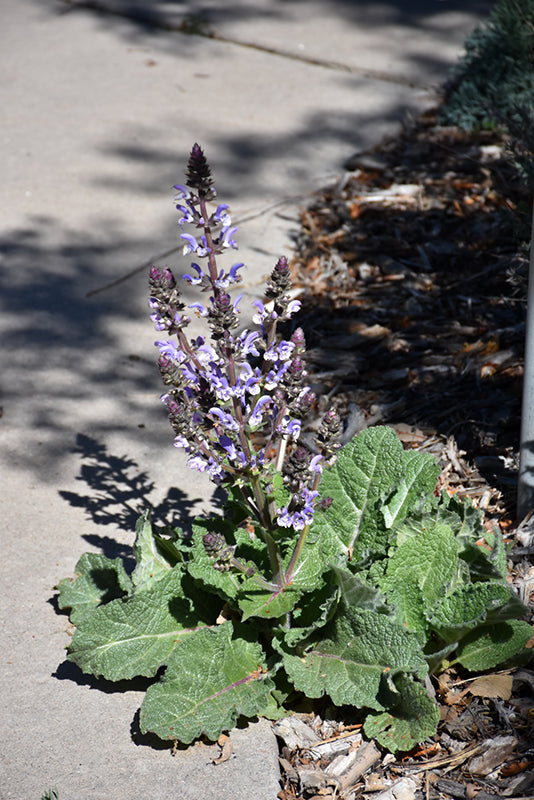 Salvia argentea