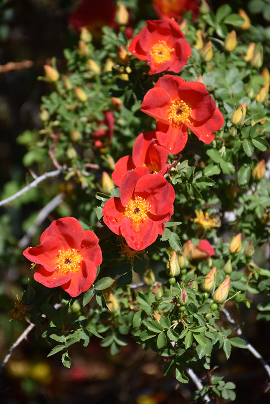 Rosa foetida 'Austrian Copper'
