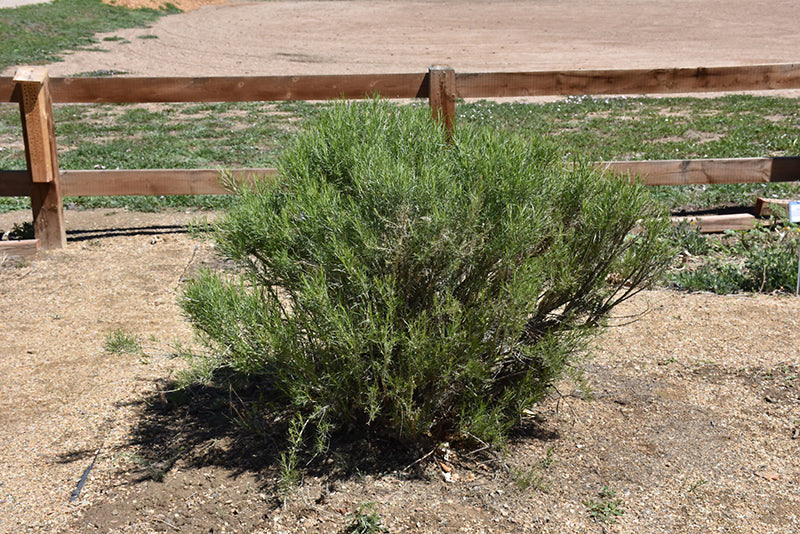 Ericameria nauseosa