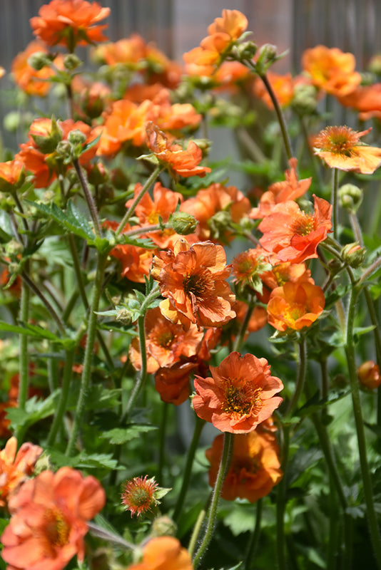 Geum avens 'Totally Tangerine'