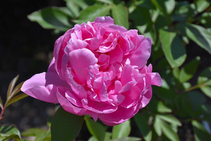 Paeonia 'Dr. Alexander Fleming'