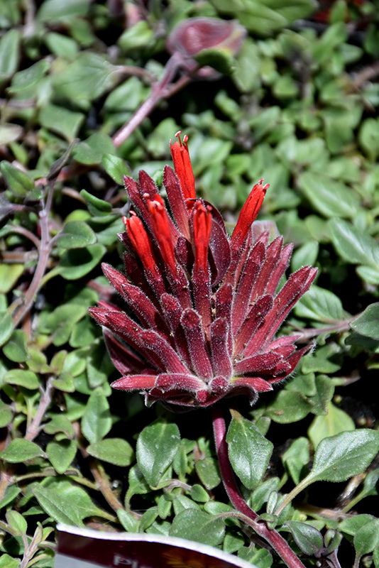 Monardella macrantha 'Marian Sampson'