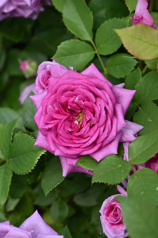 Rosa 'Life's Little Pleasures'
