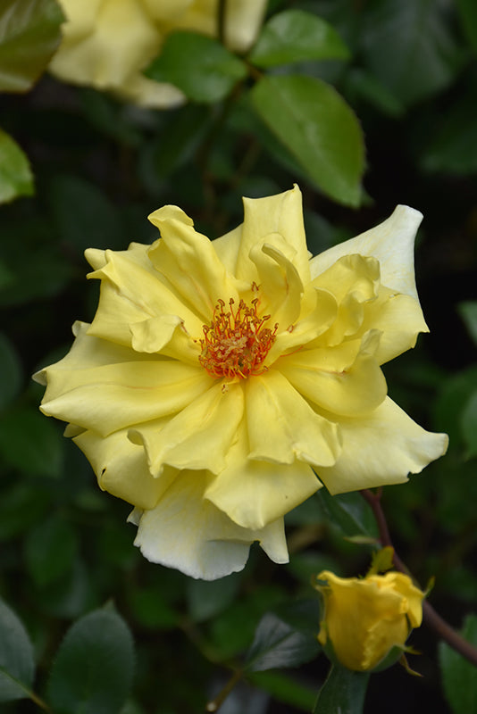 Rosa 'Golden Showers'