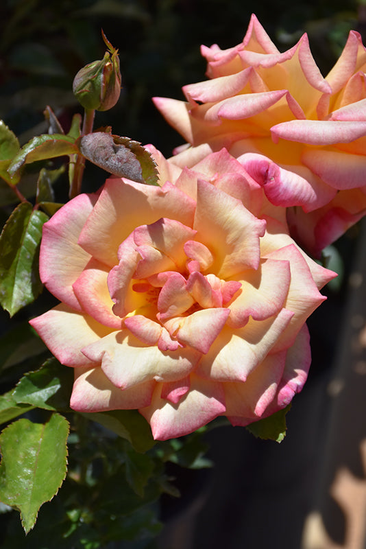 Rosa 'Sheila's Perfume'