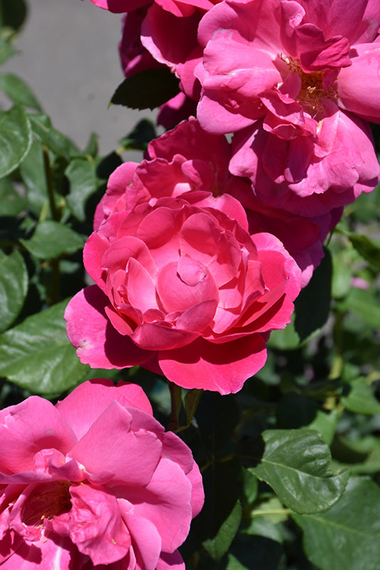 Rosa 'Grande Dame'