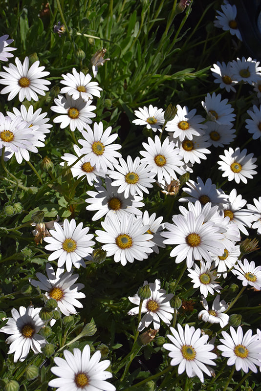 Osteospermum 'Avalanche'
