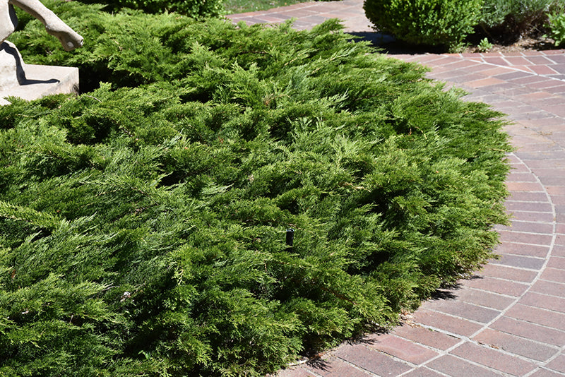 Juniperus sabina 'Calgary Carpet'