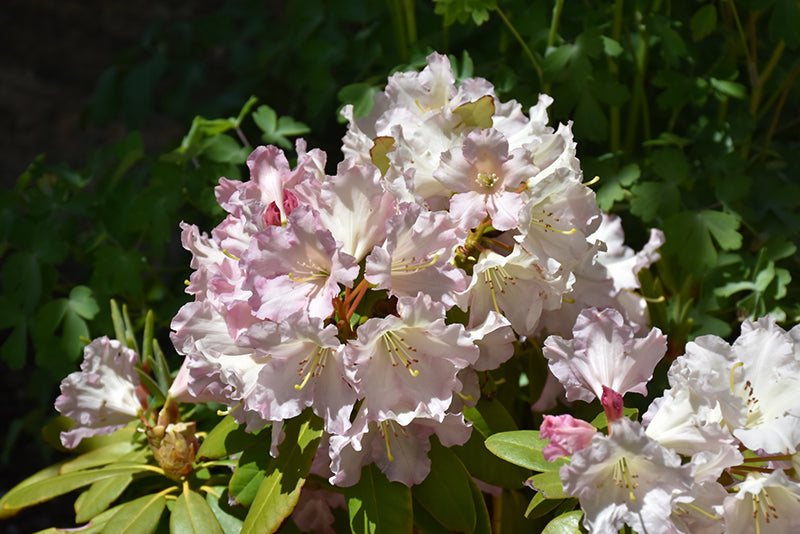 Rhododendron 'Hoopla'