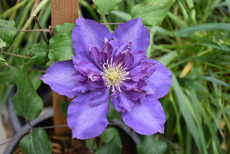 Clematis 'Royalty'