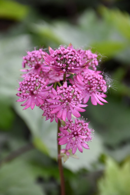 Astrantia major 'Star of Beauty'