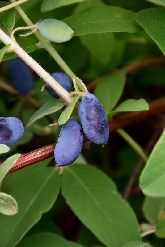 Lonicera caerulea 'Boreal Beauty & Boreal Beast' Pair