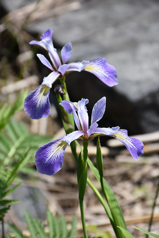 IRIS VERSICOLOR