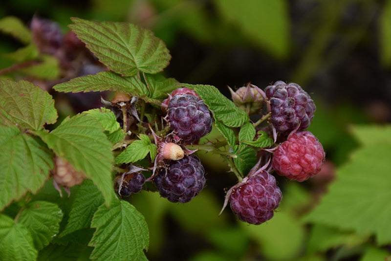 Rubus 'Jewel'