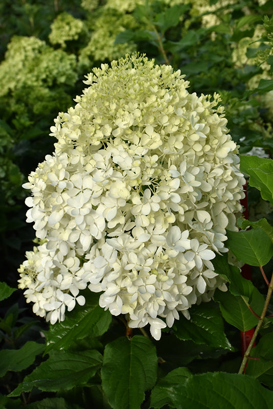 Hydrangea paniculata 'Puffer Fish'