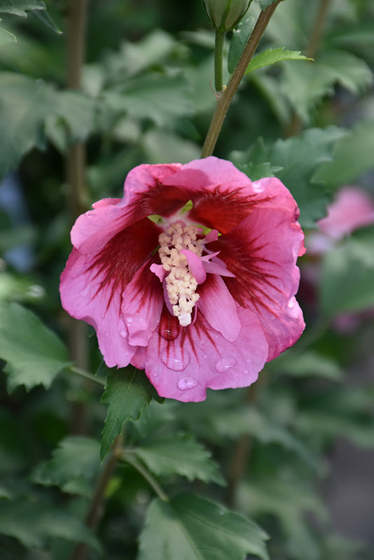 Hibiscus syriacus 'Red Pillar'