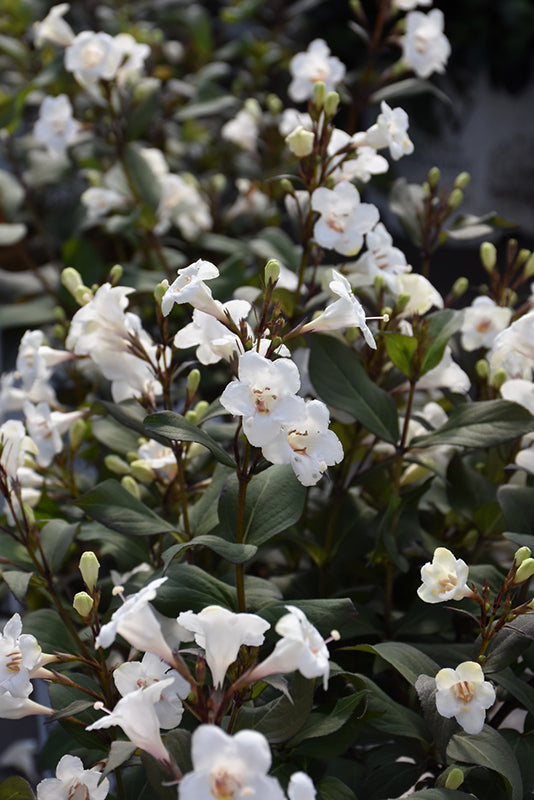 Weigela florida 'Wine & Spirits'