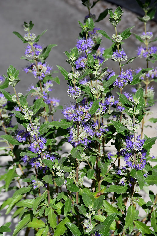 Caryopteris 'Beyond Midnight '
