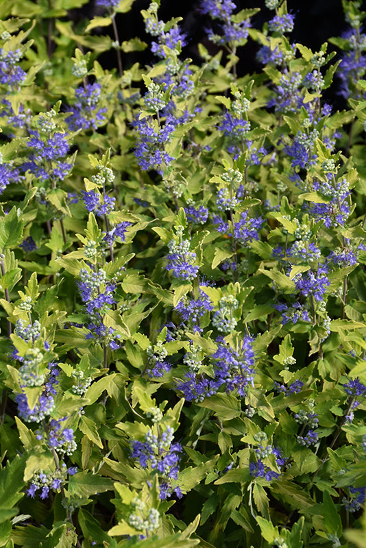Caryopteris 'Sunshine Blue II'