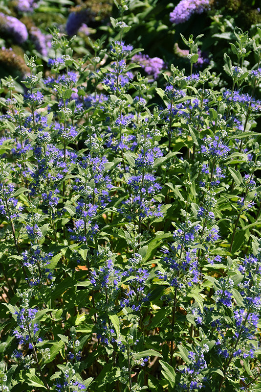 Caryopteris x clandonensis 'Beekeeper'