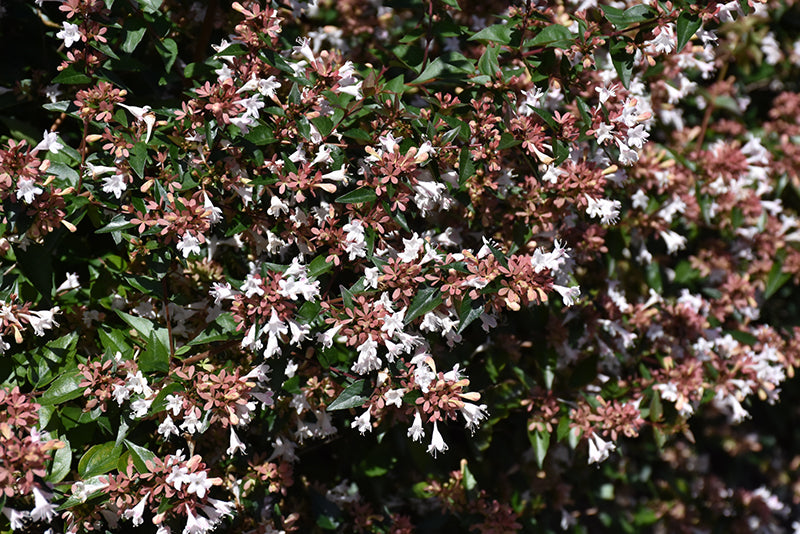 Abelia x grandiflora