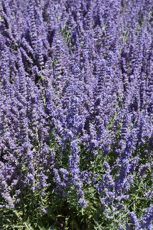 Perovskia 'Denim n Lace'
