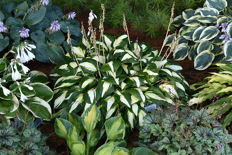 Hosta 'Vulcan'