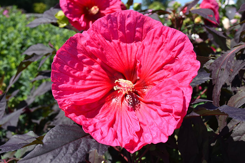 Hibiscus 'Evening Rose'