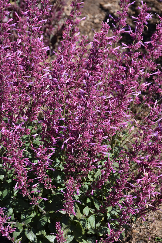 Agastache 'Royal Raspberry'