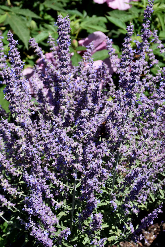 Perovskia atriplicifolia 'Prime Time'