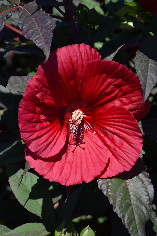 Hibiscus 'Midnight Marvel'