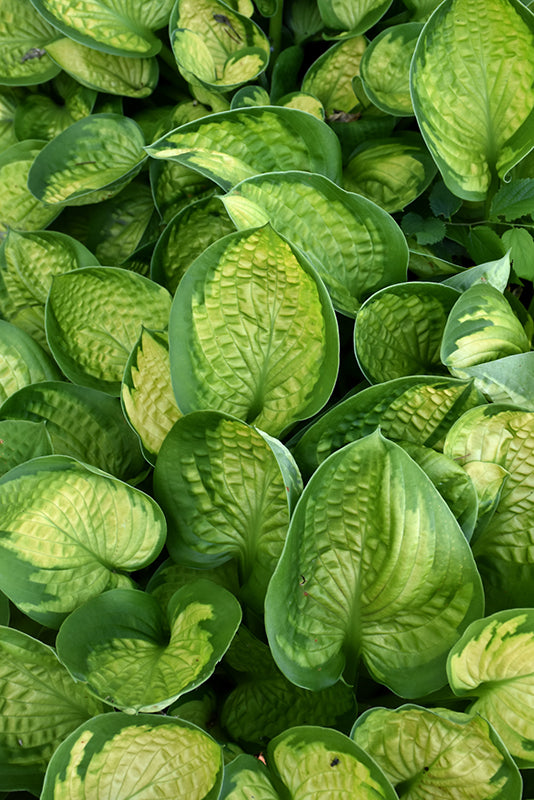 Hosta 'Rainforest Sunrise'