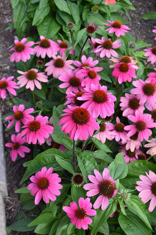 Echinacea 'Sombrero Rosada'