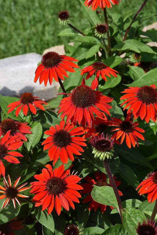 Echinacea 'Sombrero Sangrita'