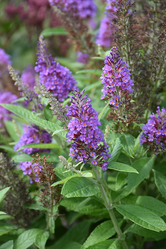 Buddleja davidii 'Chrysalis Blue'