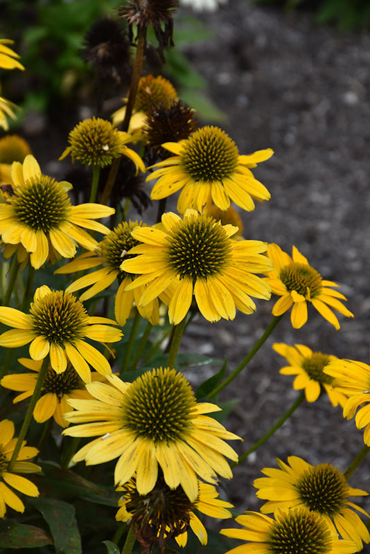 Echinacea 'Kismet Yellow'