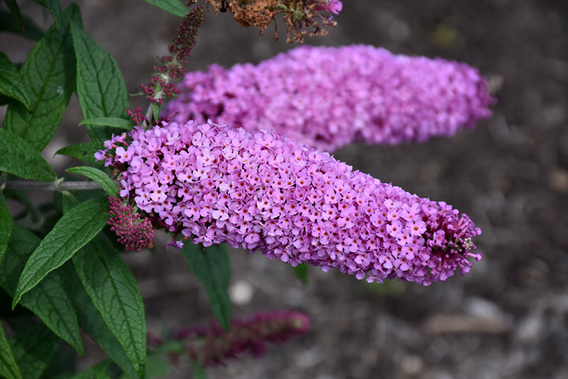 Buddleia 'Pugster Pinker'