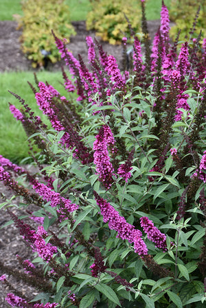 Buddleia davidii 'Buzz Hot Raspberry'